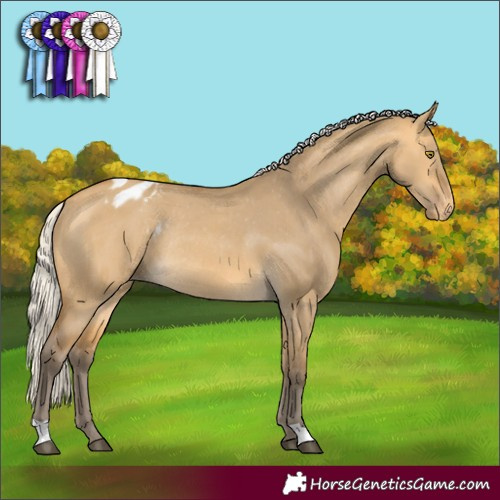 Horse Color:Silver Buckskin Dun Appaloosa Rabicano 