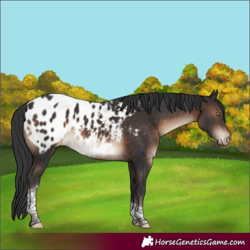 Horse Color:Brown Tobiano Appaloosa Rabicano 