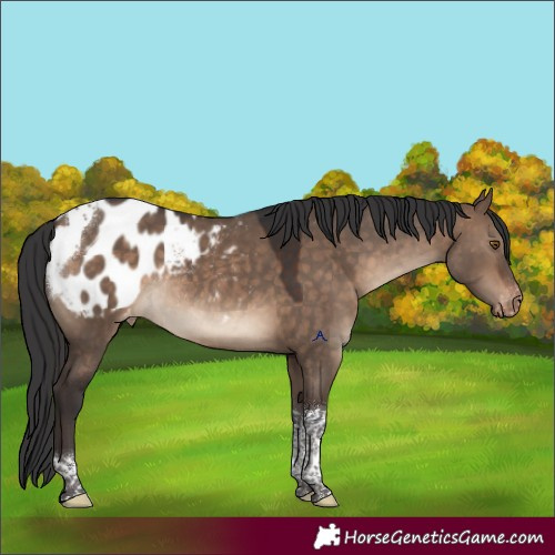 Horse Color:Brown Dun Tobiano Appaloosa Rabicano 