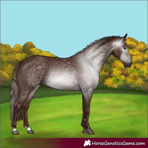 Horse Color:Gray Chestnut 