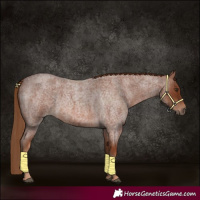 Horse Color:Red Roan 