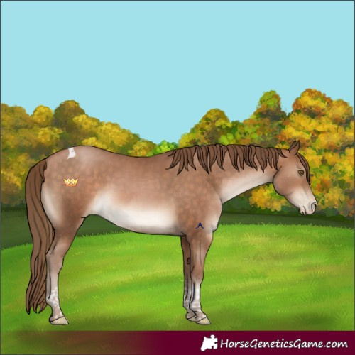 Horse Color:Brown Pearl Tobiano Rabicano 