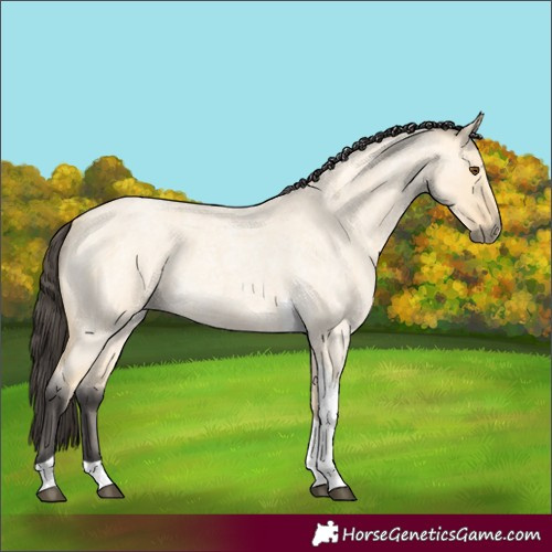 Horse Color:Buckskin Roan Dun Tobiano