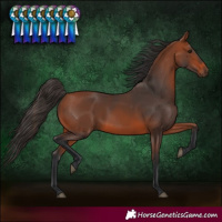 Horse Color:Bay 