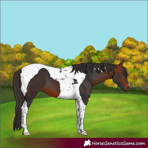 Horse Color:Bay Tobiano 
