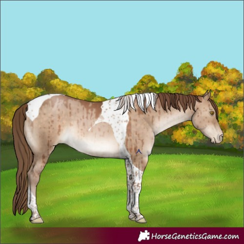 Horse Color:Brown Pearl Dun Tobiano Brindle 