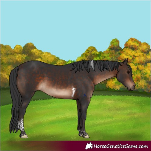 Horse Color:Bay Tobiano 