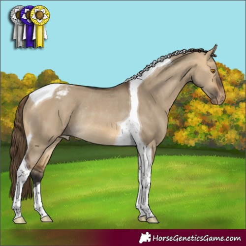 Horse Color:Buckskin Dun Tobiano Varnish Rabicano 