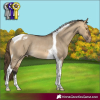 Horse Color:Buckskin Dun Tobiano Appaloosa Rabicano