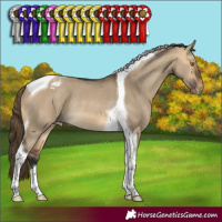 Horse Color:Buckskin Dun Tobiano Varnish Rabicano