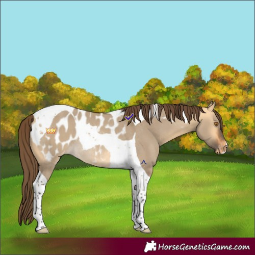 Horse Color:Buckskin Dun Tobiano Appaloosa Rabicano 