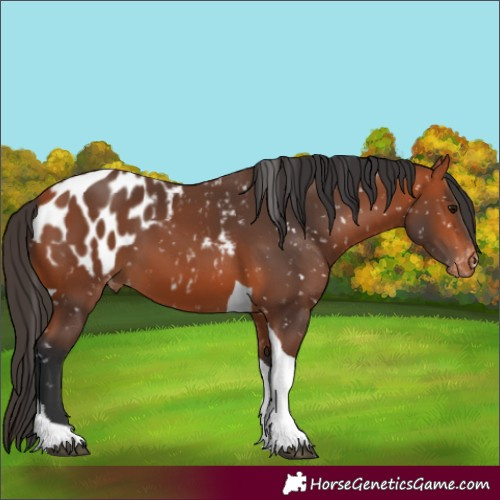 Horse Color:Bay Tobiano Blanket