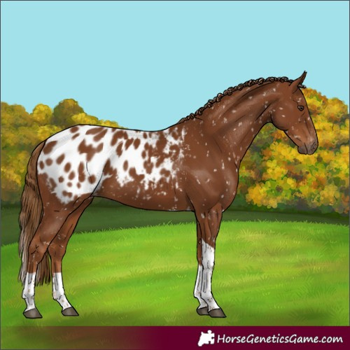 Horse Color:Gray Chestnut Tobiano Blanket 
