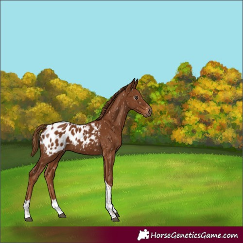 Horse Color:Gray Chestnut Tobiano Appaloosa 
