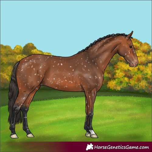 Horse Color:Bay Snowflake Varnish