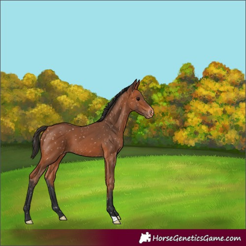 Horse Color:Bay Appaloosa 