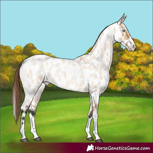 Horse Color:Bay Roan Dun Splash Appaloosa