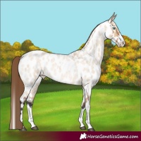 Horse Color:Bay Roan Dun Splash Appaloosa