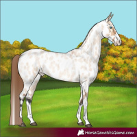 Horse Color:Bay Roan Dun Splash Appaloosa 