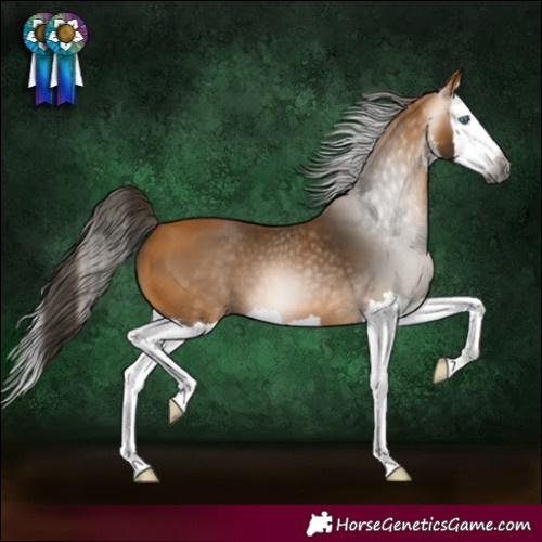 Horse Color:Gray White Spotted Buckskin Splash 