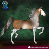 Horse Color:Gray White Spotted Buckskin Splash 
