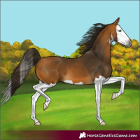 Horse Color:Gray White Spotted Buckskin Splash 