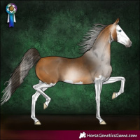 Horse Color:Gray White Spotted Buckskin Splash