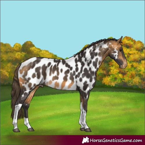 Horse Color:Buckskin Tobiano Near Leopard