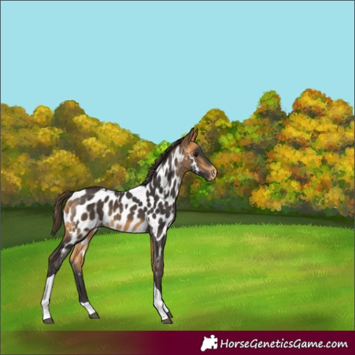 Horse Color:Buckskin Tobiano Appaloosa 