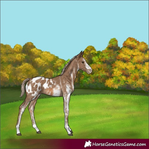 Horse Color:White Spotted Chocolate Palomino Appaloosa