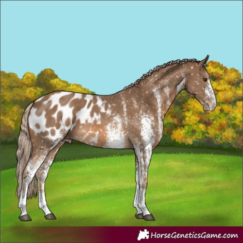 Horse Color:White Spotted Chocolate Palomino Blanket