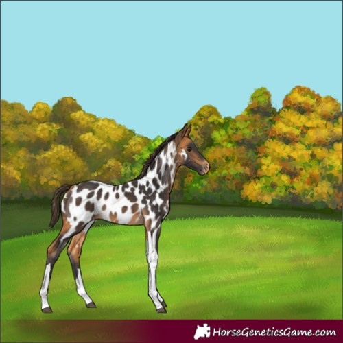 Horse Color:Buckskin Tobiano Appaloosa 