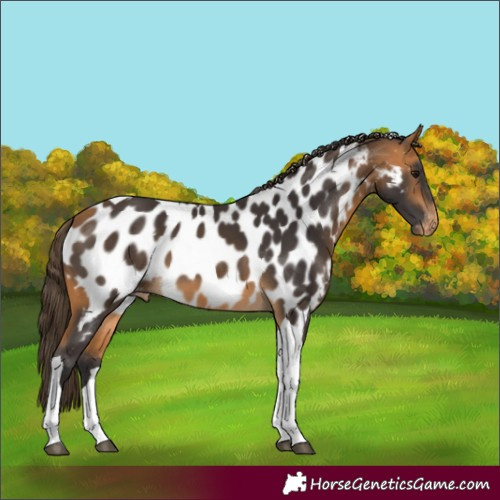 Horse Color:Buckskin Tobiano Near Leopard