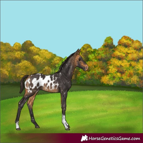 Horse Color:Buckskin Tobiano Appaloosa 