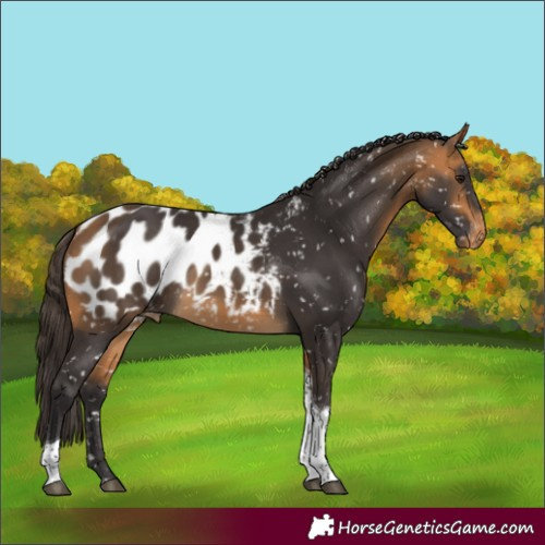 Horse Color:Buckskin Tobiano Blanket