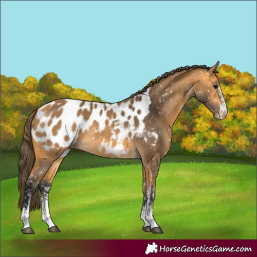 Horse Color:White Spotted Buckskin Appaloosa 