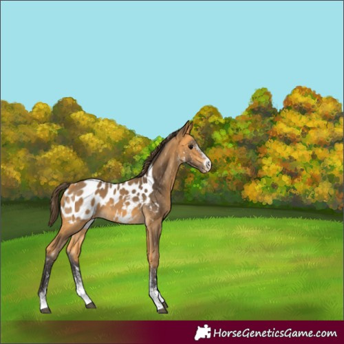 Horse Color:White Spotted Buckskin Appaloosa 