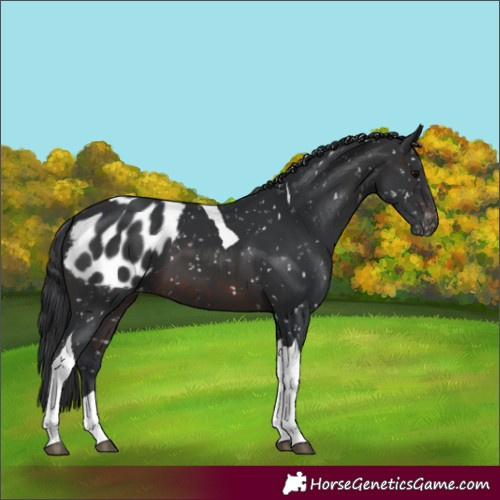 Horse Color:Brown Tobiano Blanket 
