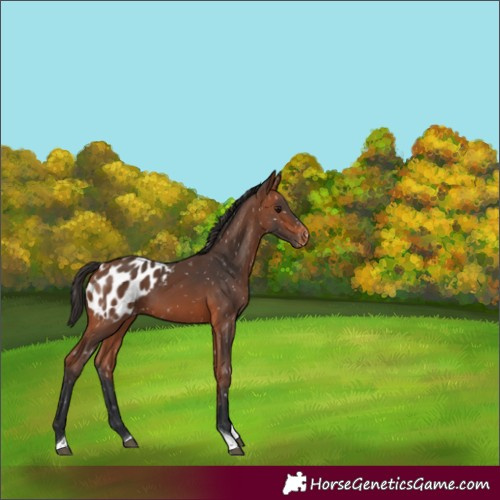 Horse Color:Bay Tobiano Appaloosa 