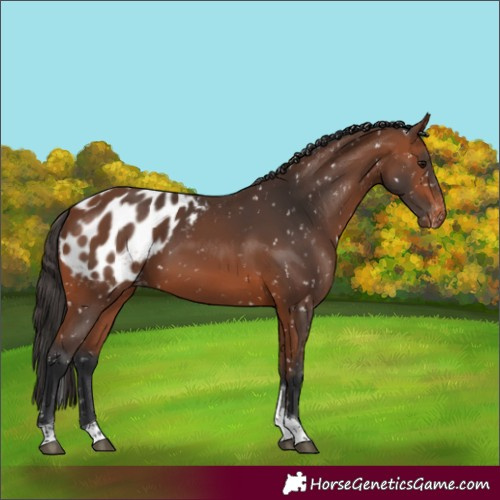 Horse Color:Bay Tobiano Appaloosa 