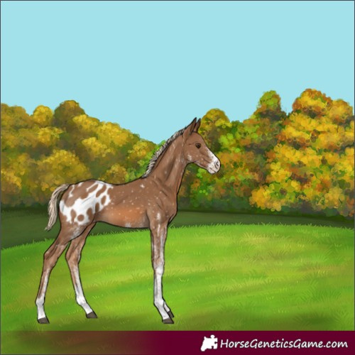 Horse Color:White Spotted Chocolate Palomino Appaloosa 