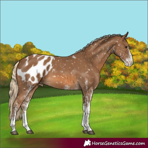 Horse Color:White Spotted Chocolate Palomino Blanket