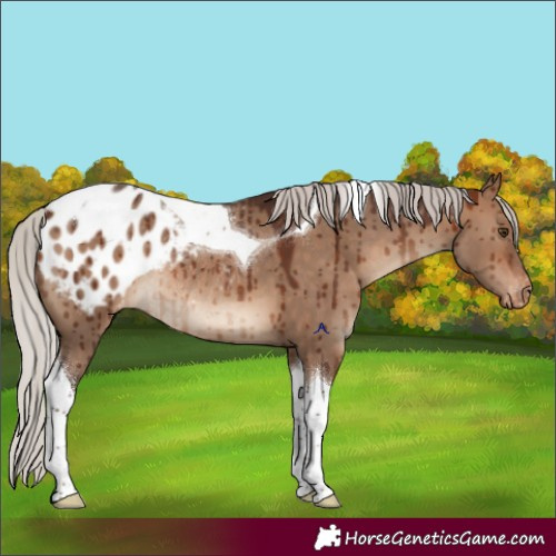 Horse Color:Silver Brown Dun Tobiano Appaloosa Rabicano Brindle 