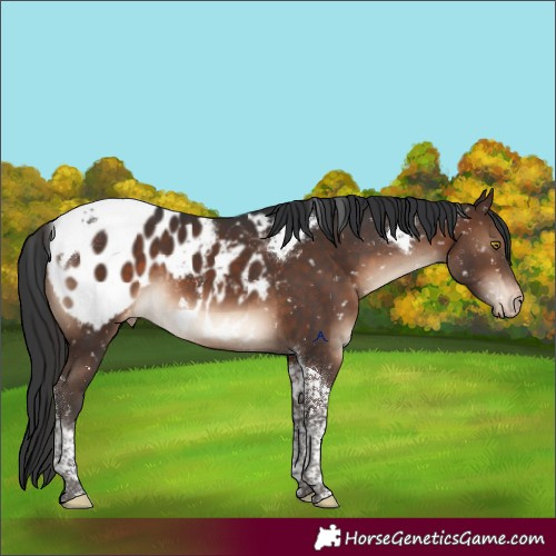 Horse Color:Brown Tobiano Appaloosa 