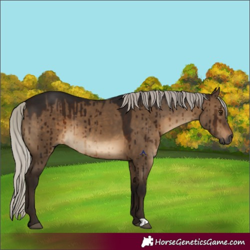 Horse Color:Gray Silver Brown Dun Brindle