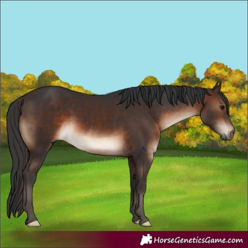 Horse Color:Brown 