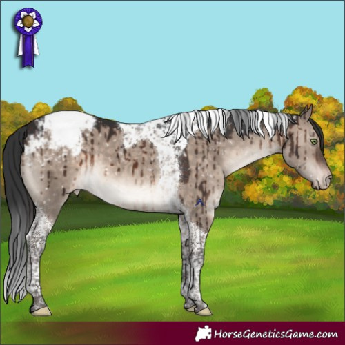 Horse Color:Brown Dun Mushroom Tobiano Appaloosa Brindle 