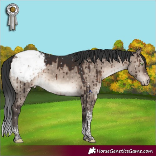 Horse Color:Brown Dun Mushroom Tobiano Appaloosa Brindle 