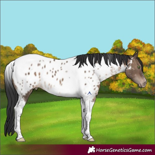 Horse Color:Brown Dun Tobiano Appaloosa 