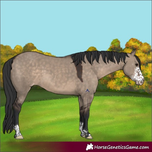 Horse Color:Brown Dun Sabino Appaloosa 